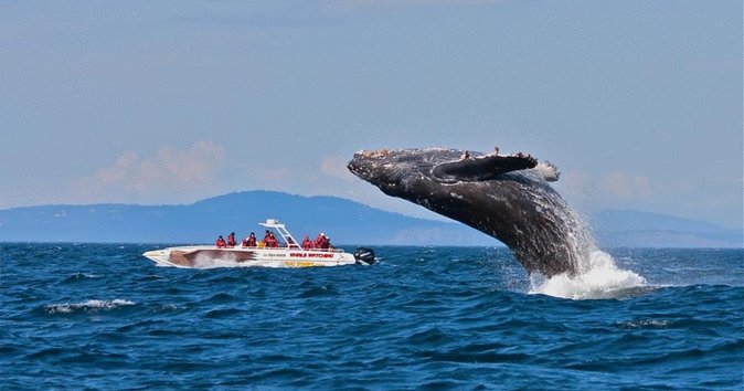 Del corsé de ballenas al 'wonderbra